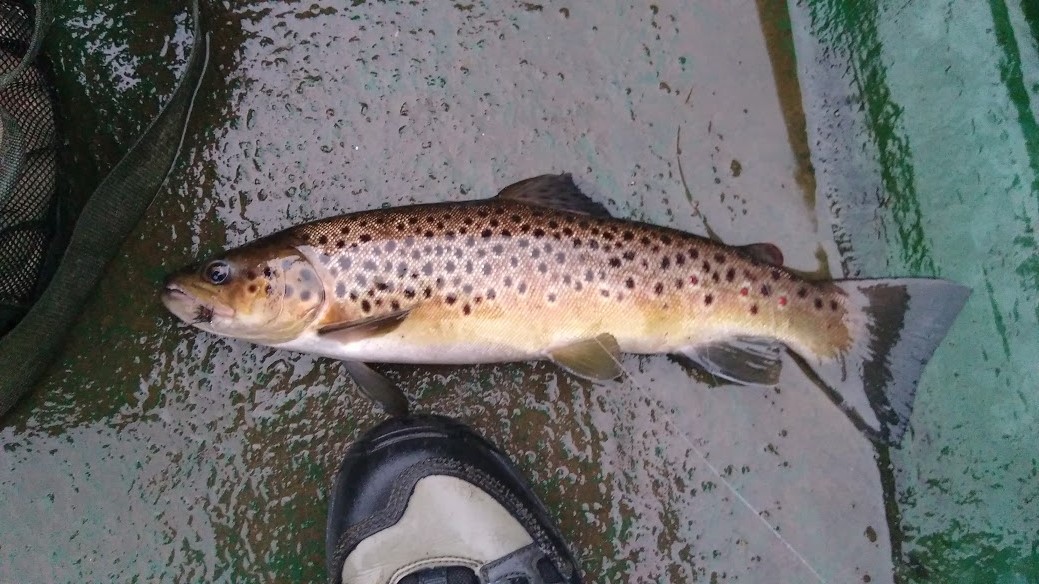Tarsan Brownies | Dunoon and District Angling Club