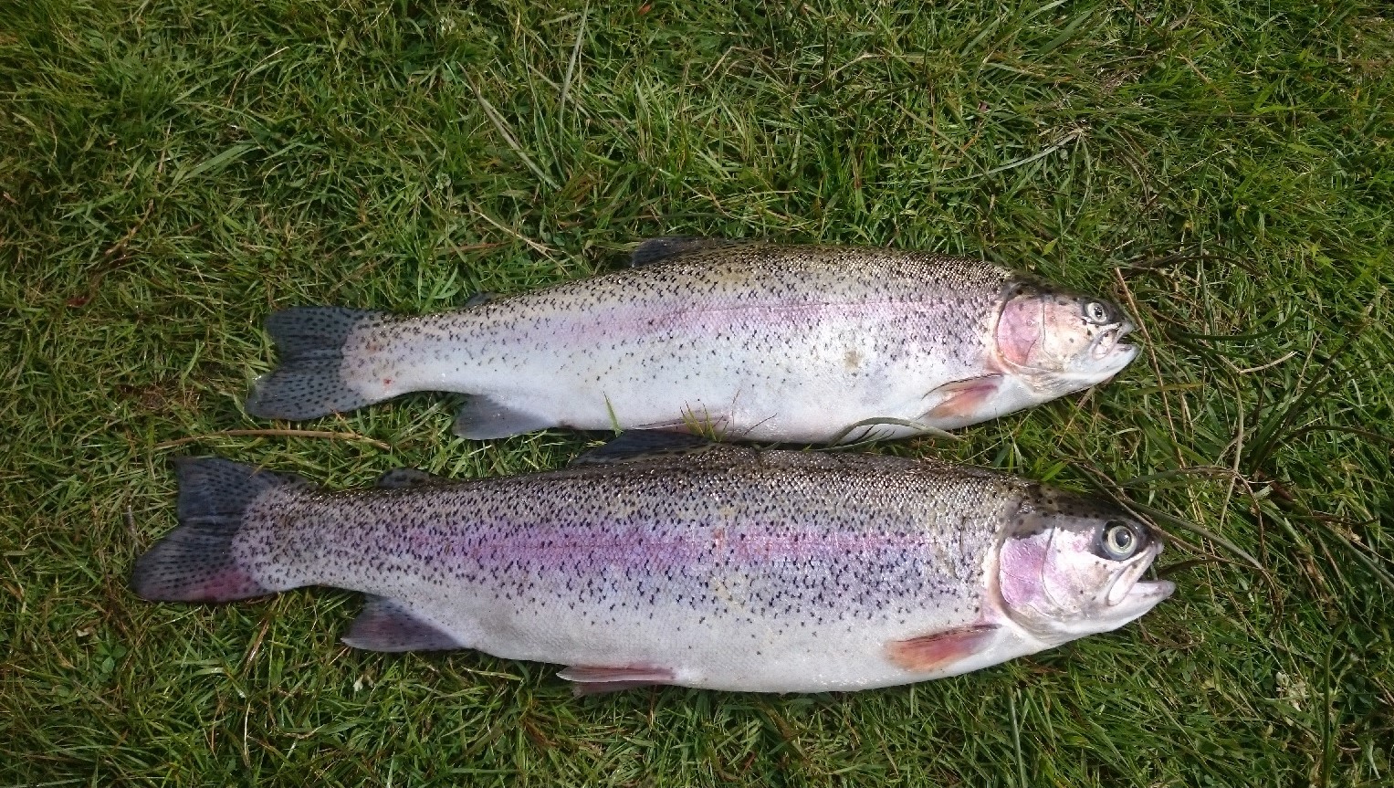 Meiller Fish Nice rainbows out the Ressie | Dunoon and District Angling Club