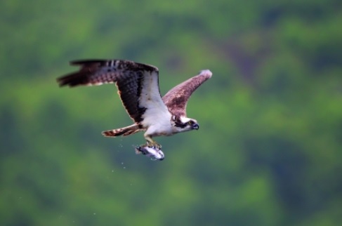 osprey